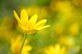 Lesser celandine 2: picturesque by Jaap Tanis
