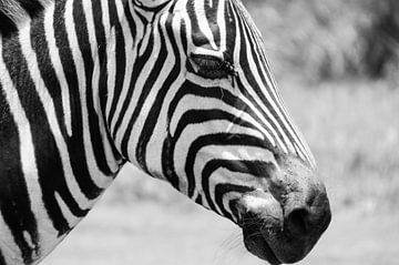 Tansanisches Zebra von Zahra Bierman