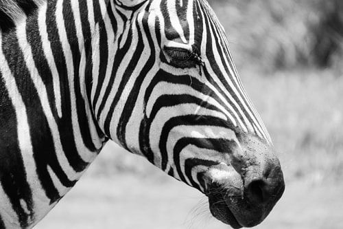 Tansanisches Zebra