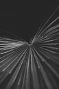 Art Botanical Gardens black and white plants by Ken Tempelers thumbnail