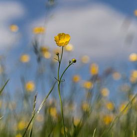 Hahnenfuß auf der Wiese von Hans Vos Fotografie