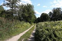Landstraße im Wald zwischen den Bäumen