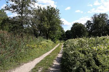 landweggetje in het bos tussen de bomen