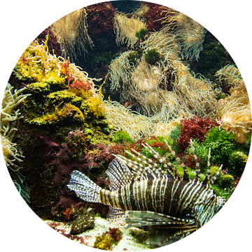 Aquarium voor aan de muur van Fotografie Jeronimo