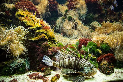 Aquarium voor aan de muur