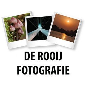 Mark De Rooij Profilfoto