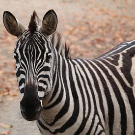 Zebra, streepjes in de Herfst van Isabel Zuidema