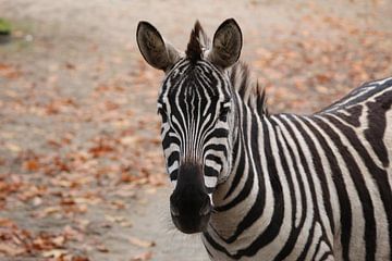 Zebra, Streifen im Herbst von Isabel Zuidema