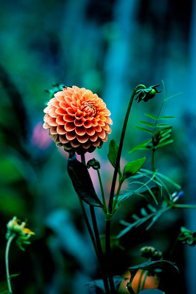 Orange Dalia by By Odessa DC