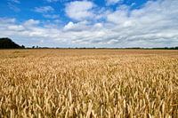 Tarwe veld
