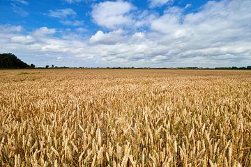 Field of wheat by Jolene van den Berg