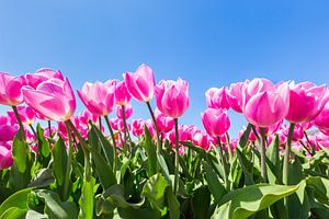 Rosa Tulpen mit blauen Himmel und grünen Blättern in Holland