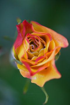 Oranje roos van Jan Maur
