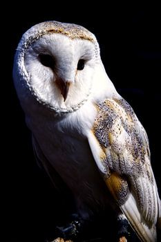Portrait barn owl