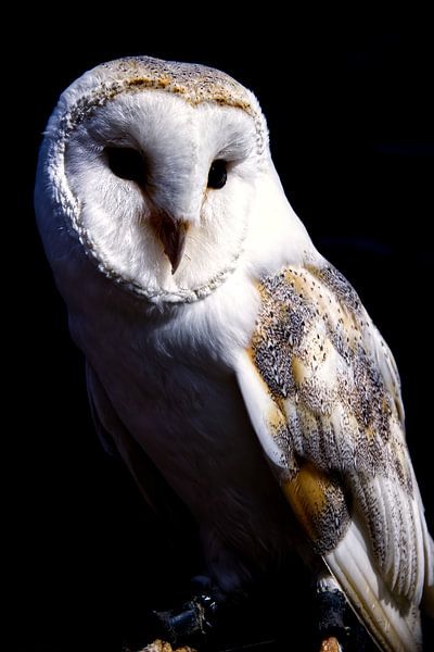 Portrait barn owl by Falko Boje