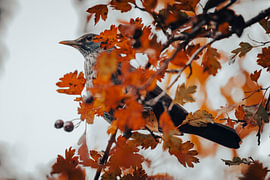 Drossel zwischen Herbstblättern, Naturfotografie in Nahaufnahme