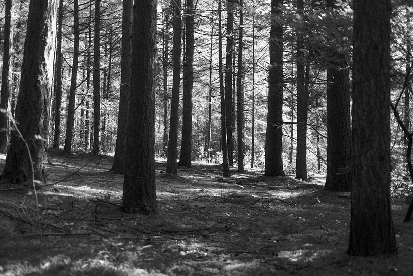 Wald 22 von Albert Hartwig
