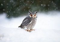Uil in de sneeuw