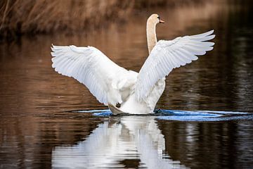 Swan in nature by Design Wall Arts