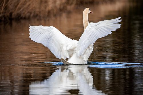 Cygne dans la nature