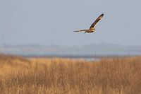 Le hibou des marais
