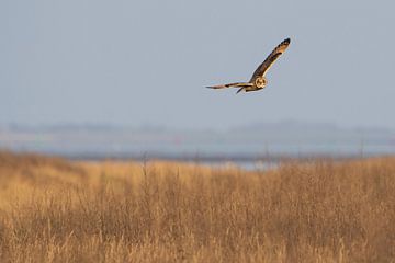 The short-eared owl by Ruben Van Dijk