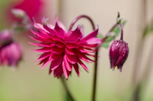 Pink lantern