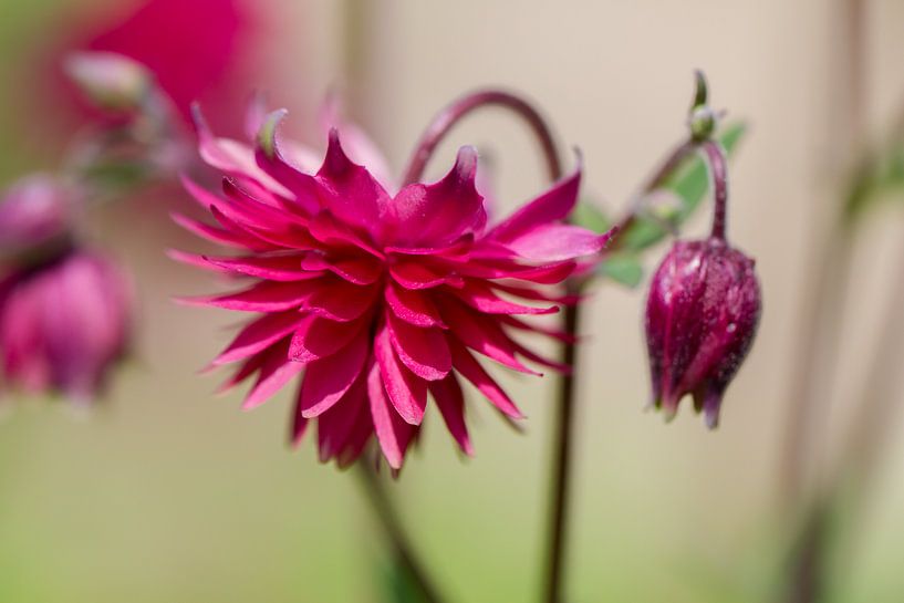 Pink lantern by QEIMOY