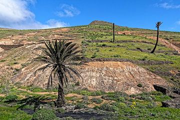 Valle del Rincon (Lanzarote) von Peter Balan