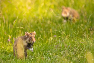 Love is in the air! by Kris Hermans