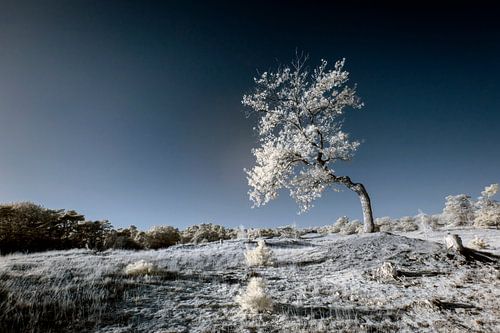 Infrarot Drunense Dünen