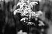 Nature close-up plume de roseau sur Vera Yve