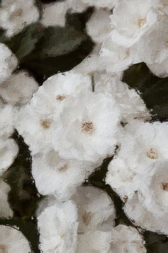 Weiße Blumen in Ölfarbe von Quay Art