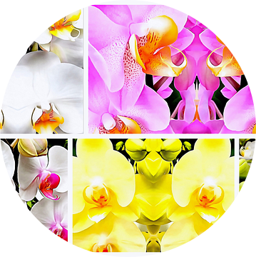 Orchideeënpatroon Collage 2 van Dorothy Berry-Lound