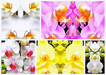 Orchideeënpatroon Collage 2 van Dorothy Berry-Lound