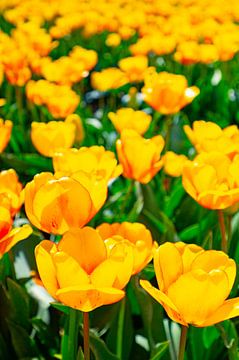 Gelbe Tulpen auf einem Feld im Frühling