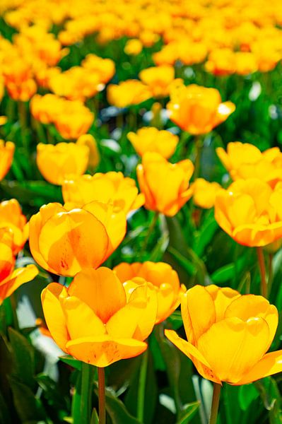 Tulips in yellow growing in a field during springtime by Sjoerd van der Wal Photography