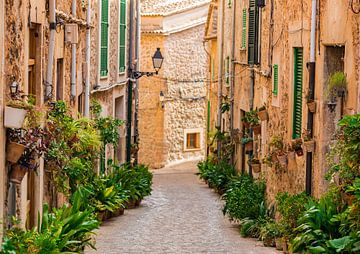 Majorca Spain, plant street in the old village Valldemossa by Alex Winter