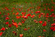 Poppy flowers in a meadow by Roque Klop thumbnail