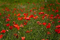 Poppy flowers