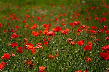 Mohnblumen auf einer Wiese