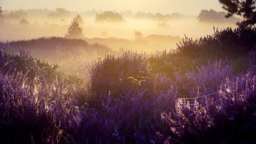 Lila Moorlandschaft mit Nebel und aufgehender Sonne