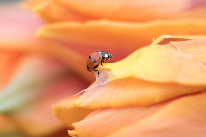 ladybird 2 by Eva Blokker