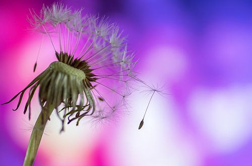 paardenbloem