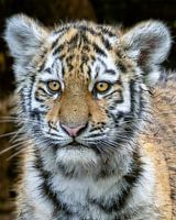 Amur tiger cub portrait