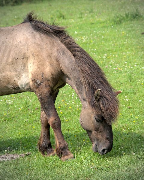 Konik-Pferd von Monique Verlouw