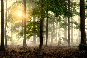 Breda Liesbos im Nebel