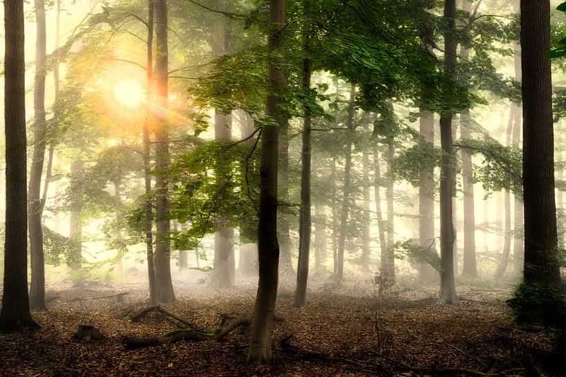 Breda Liesbos dans le brouillard par Egon Zitter