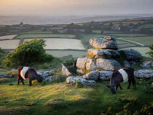 Cows in Cornwall