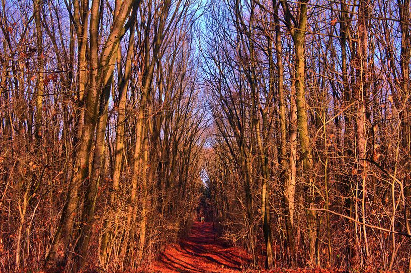 Forest View par Edgar Schermaul
